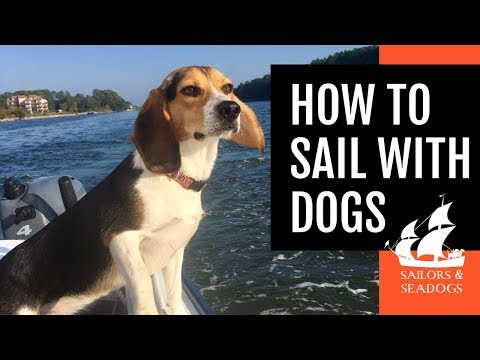 HOW TO SAIL WITH DOGS [Tips for a Pet-Friendly Voyage] // Sailors & Seadogs