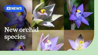 Beer microbiologist's orchid hobby is helping document rare species | ABC NEWS