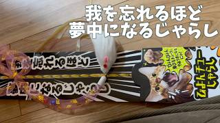 猫が我をわすれるほど夢中になる！？お迎えしたビビりおとな保護猫が寝てばかりだからあそぶおもちゃを探そう