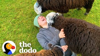 This Woman Is Living Her Best Life With A Family Of Sheep | The Dodo by The Dodo