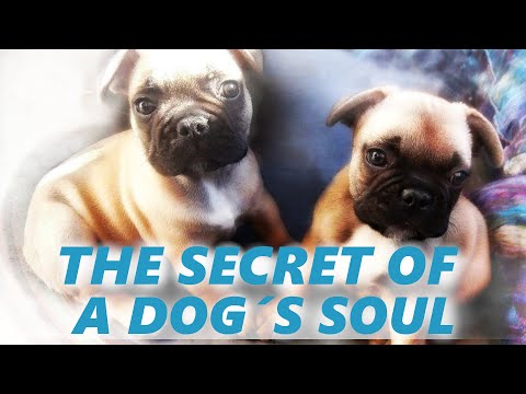 Lukáš Vlk - Lukáš Vlk - The Secret of a Dog´s Soul