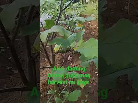 😲😲😲 ang daming talong guys #hashtags #viral #trinding