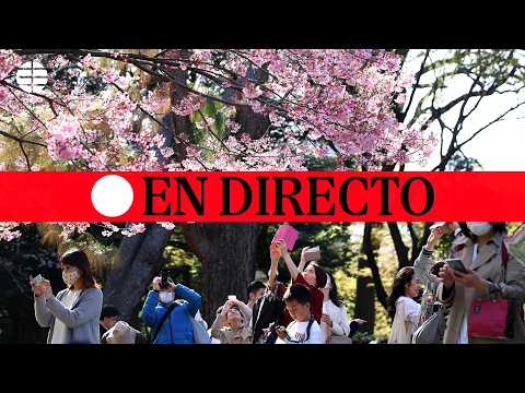 🔴 DIRECTO | Espectacular imagen de los cerezos en flor en Japón