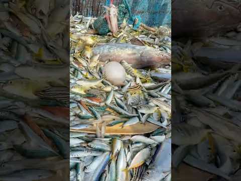 Wow‼️ Deep Sea Jackpot: Reeling in the Unexpected💢‼️