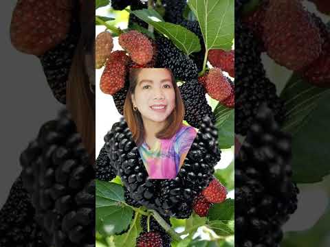 So sweet mulberry with a surprise #shorts #viral #trending #trend #youtubeshorts #youtube