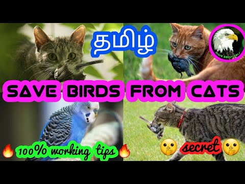 how to avoid cats from birds cage | tamil | more about pets | MAP |