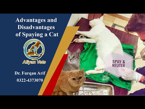 Spaying a Cat Advantages and Disadvantages