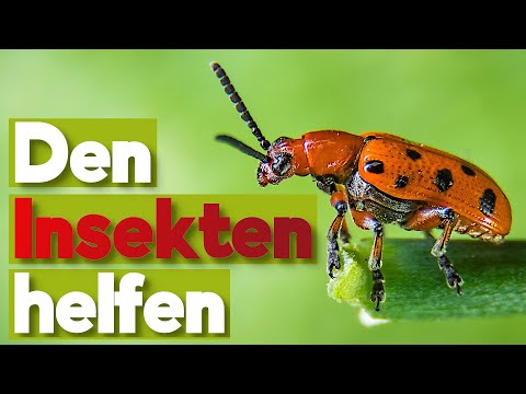 Das große Insektensterben und was können wir im Garten tun?