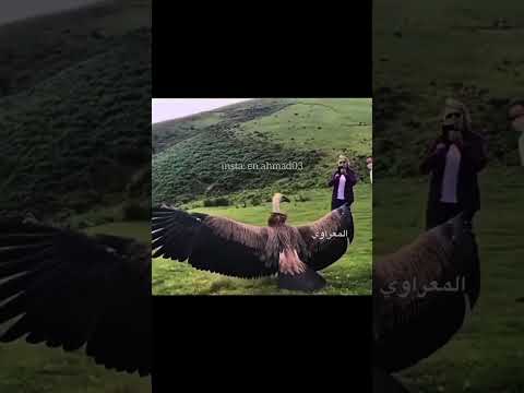 أهم شي يطبق🤣