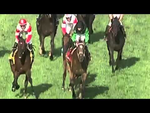 The Pizza Man Returns in Gulfstream Park Turf Handicap