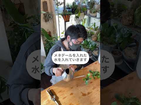 盆栽の手入れ方法は？初心者のためのガーデニングガイド！  庭園