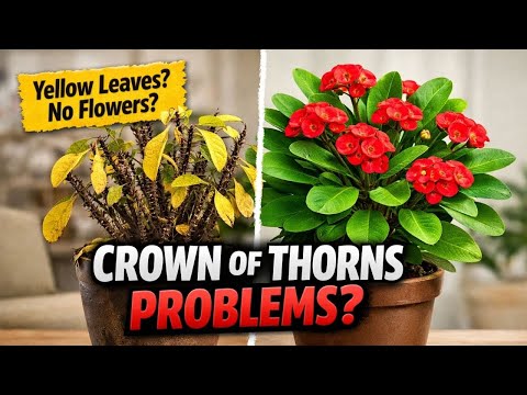 Common Problems With Crown of Thorns - Crown Of Thorns Plant Care - (Euphorbia Milii)