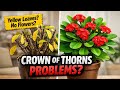 Common Problems With Crown of Thorns - Crown Of Thorns Plant Care - (Euphorbia Milii)