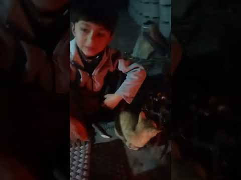 abdul hadi cat k sath kheil raha hi hania bhi