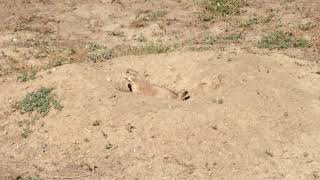 Prarie Dog at Badlands National Park