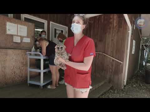 2021.2 拯救小猫头鹰 Rescue the little owlet #2