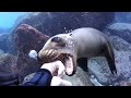 La Paz, Mexico - Diving and playing around with Sea Lions