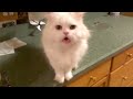 Loudest Cat Meow Ever