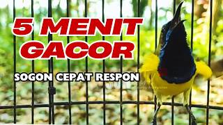 Download lagu Cukup 5 Menit! Pancingan Sogon Agar Gacor & Emosi Hanya 5 Menit Sogon Stimulus mp3 Download lagu Cukup 5 Menit! Pancingan Sogon Agar Gacor & Emosi Hanya 5 Menit Sogon Stimulus mp3