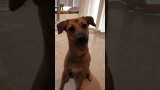 Download lagu My Dog reacting to baby shark song! || Funny Dog Video || Mongrel Dog mp3