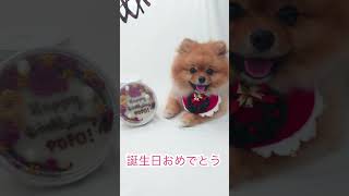 ぽぽちゃん2歳になりました🎂