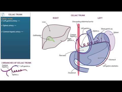 Anatomy and Physiology: Celiac trunk