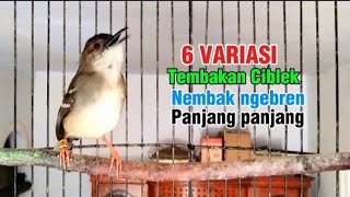 Download lagu 6 variasi lagu tembakan ciblek kristal, masteran ciblek ngebren variasi mp3 Download lagu 6 variasi lagu tembakan ciblek kristal, masteran ciblek ngebren variasi mp3