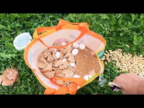 Black-headed gulls have arrived!