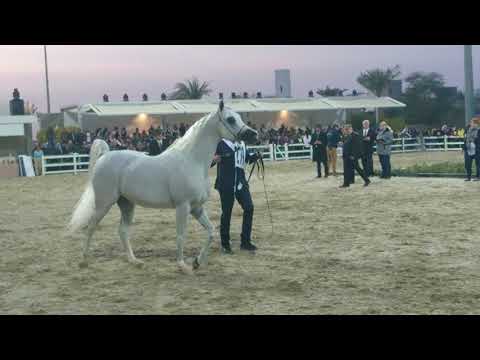 Excalibur Kuwait International Arabian Horse Championship 2018