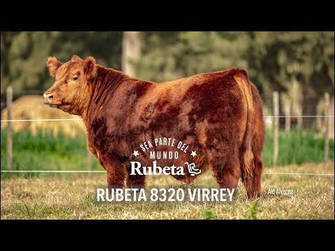 RUBETA 8320 VIRREY