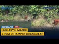 Lagi Asyik Mandi Di Sungai 3 Pria Dihampiri Orangutan