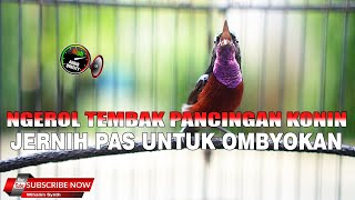 Download lagu PANCINGAN KONIN TERBAIK JERNIH PAS UNTUK KOLIBRI NINJA OMBYOKAN BARU PIKAT JAMIN NYAUT mp3 Download lagu PANCINGAN KONIN TERBAIK JERNIH PAS UNTUK KOLIBRI NINJA OMBYOKAN BARU PIKAT JAMIN NYAUT mp3