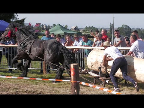 locul 2 la specială cel mai puternic cal 2021