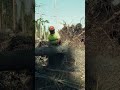 These trees are Lumberjack KILLERS