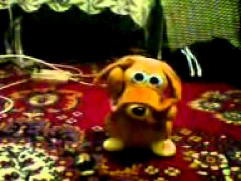 Un catel nazdravan din Bucinisu