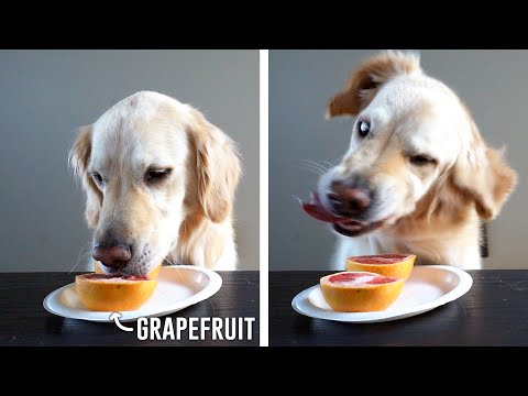 DOGS TRYING FALL FRUITS (Super Cooper Sunday #270)