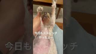 ストレッチ#老犬介護 #寝たきり #保護犬 #元繁殖犬 #保護犬 #トイプードル #犬の介護 #seniordog #shorts #ララちゃん #シニア犬 #シニア犬との暮らし #ショート