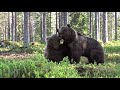 Karhut tappelevat