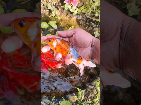 Catch Strange Ornamental Fish In TinyPond, Shrimp, Turtle, #DragonGuppies,#SwordtailFish, #Goldfish