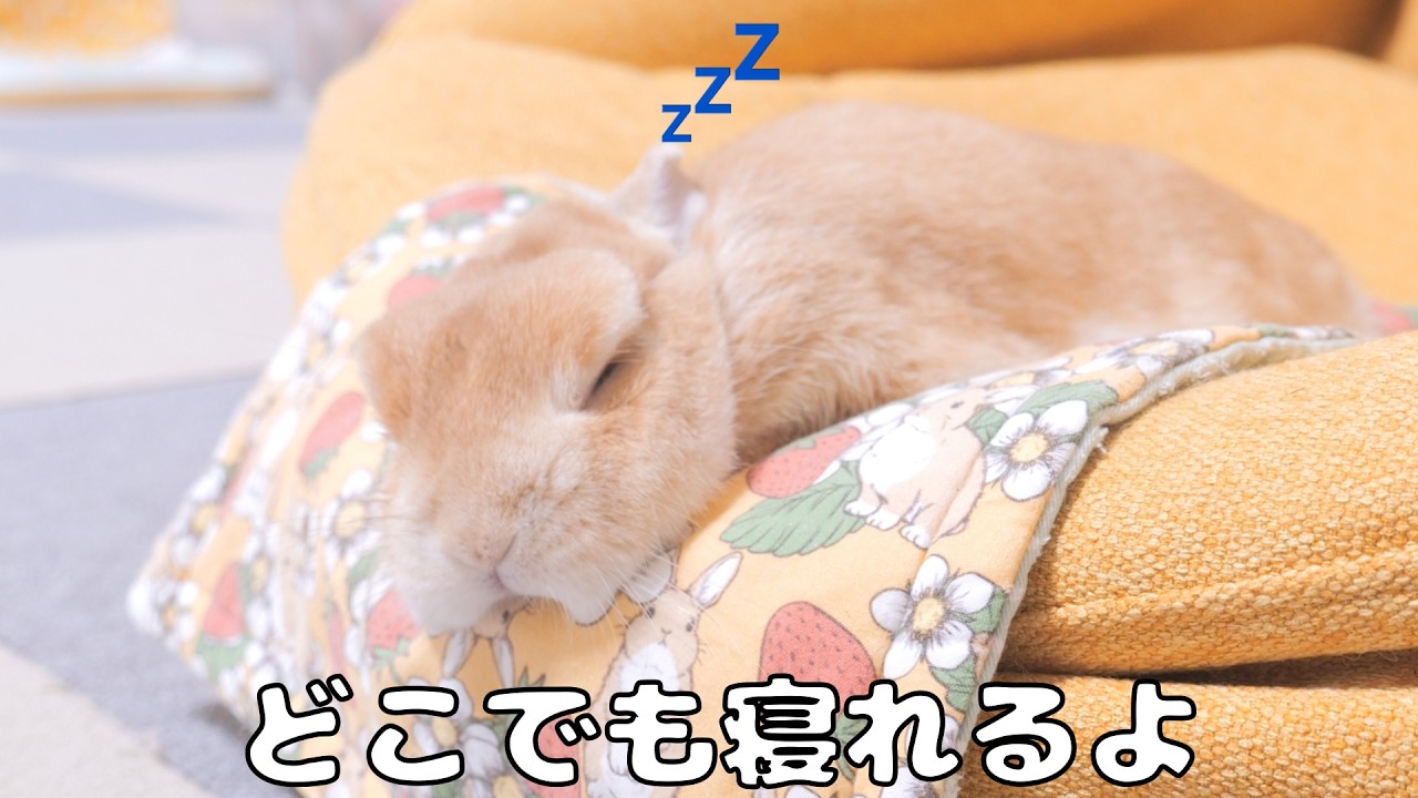 留守番中に覚えた寝方のおかげでどこでも眠れるようになったウサギ【No.1892】