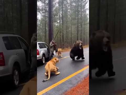 Clash On The Road Bear Saves Woman From Wild Lions
