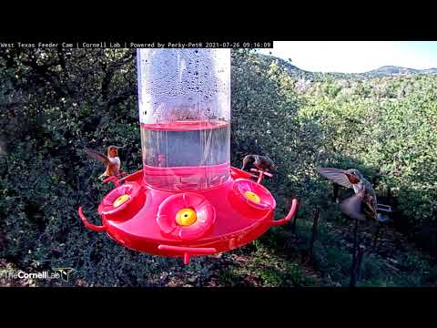 Broad-tailed, Rufous, and Black-chinned Hummingbirds Forage Together – July 26, 2021