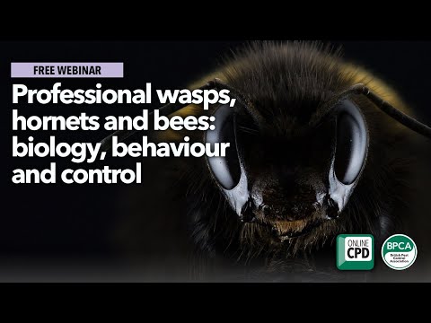 Professional wasps and bees: biology, behaviour and control