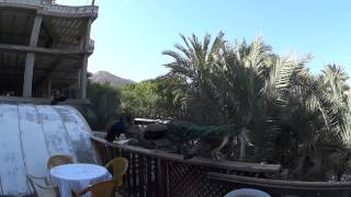 preview picture of video 'Peacocks in Jericho - the oldest city in the world'