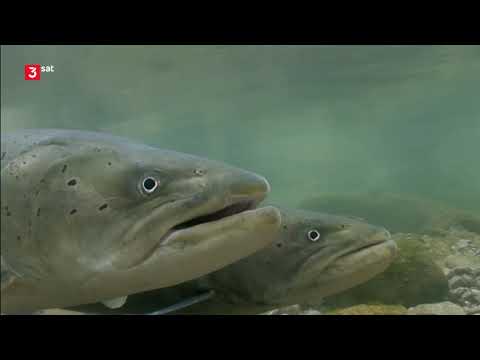 Münchens neue wilde Isar Doku (2014)