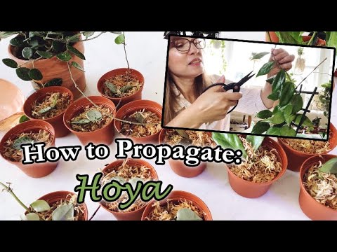 How to Propagate Hoya Plants