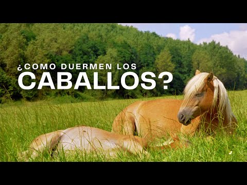 , title : '¿Como y cuanto duermen los CABALLOS?'