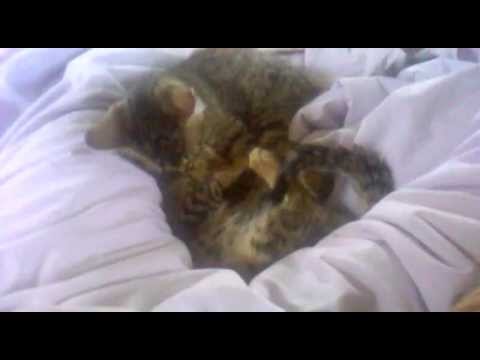 Sisters, Nala and Niamh