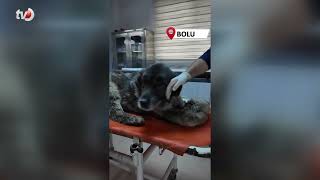 Otomobilin Üzerinden Geçtiği Köpeğin Vücudunda Yüzlerce Saçma İzine Rastlandı