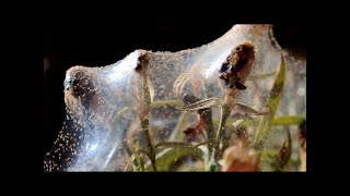 Silver Firs - Allergies [Official Video]